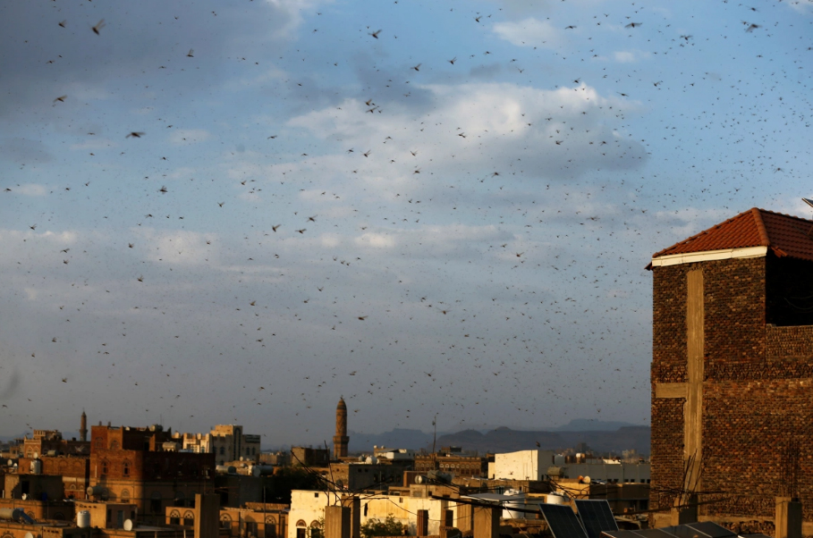 الجراد يغطي سماء العاصمة اليمنية صنعاء مطلع هذا الأسبوع